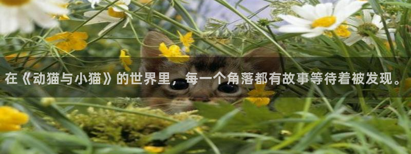 樱花动漫高清观看入口：在《动猫与小猫》的世界里，每一个角落都有故事等待着被发现。